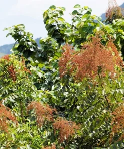 30 Chinese Sumac Tree Seeds - Rhus Chinensis Seeds, Nutgall White Flowers Red Berries - Image 7