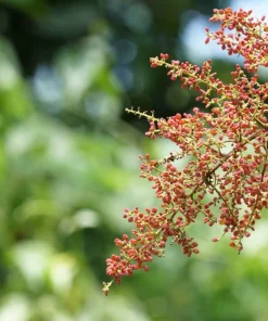 30 Chinese Sumac Tree Seeds - Rhus Chinensis Seeds, Nutgall White Flowers Red Berries - Image 8