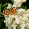 30 Chinese Sumac Tree Seeds - Rhus Chinensis Seeds, Nutgall White Flowers Red Berries - Image 1