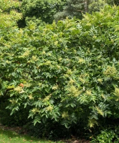 30 Chinese Sumac Tree Seeds - Rhus Chinensis Seeds, Nutgall White Flowers Red Berries - Image 9