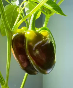 30 Chocolate Beauty Bell Pepper Sweet Brown Capsicum Annuum Vegetable Seeds - Image 2