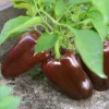 30 Chocolate Beauty Bell Pepper Sweet Brown Capsicum Annuum Vegetable Seeds - Image 1