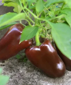 30 Chocolate Beauty Bell Pepper Sweet Brown Capsicum Annuum Vegetable Seeds - Image 1