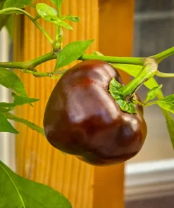 30 Chocolate Beauty Bell Pepper Sweet Brown Capsicum Annuum Vegetable Seeds - Image 3