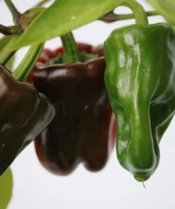 30 Chocolate Beauty Bell Pepper Sweet Brown Capsicum Annuum Vegetable Seeds - Image 4
