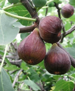 30 Common Edible Fig Tree Seeds - Ficus Carica, Purple Brown Skin, Pink Flesh Fruit - Image 2