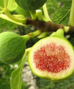 30 Common Edible Fig Tree Seeds - Ficus Carica, Purple Brown Skin, Pink Flesh Fruit - Image 3