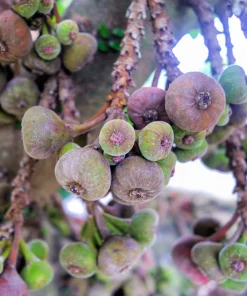 30 Common Edible Fig Tree Seeds - Ficus Carica, Purple Brown Skin, Pink Flesh Fruit - Image 4