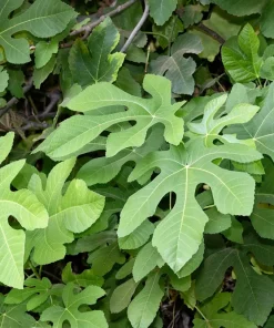 30 Common Edible Fig Tree Seeds - Ficus Carica, Purple Brown Skin, Pink Flesh Fruit - Image 6