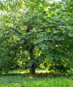 30 Common Edible Fig Tree Seeds - Ficus Carica, Purple Brown Skin, Pink Flesh Fruit - Image 7