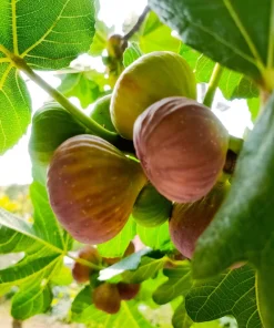 30 Common Edible Fig Tree Seeds - Ficus Carica, Purple Brown Skin, Pink Flesh Fruit - Image 8