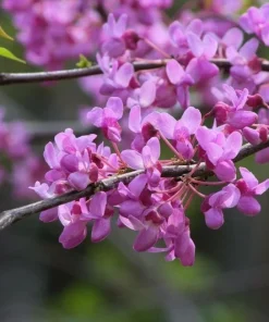 30 Eastern Redbud Tree Seeds - Pink Flowering, Perennial, Full Sun - Image 2