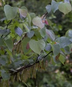 30 Eastern Redbud Tree Seeds - Pink Flowering, Perennial, Full Sun - Image 3