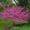 30 Eastern Redbud Tree Seeds - Pink Flowering, Perennial, Full Sun - Image 1
