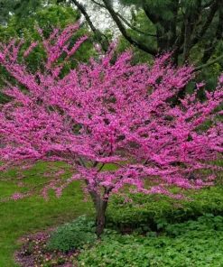 30 Eastern Redbud Tree Seeds - Pink Flowering, Perennial, Full Sun - Image 1