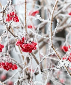 30 European Cranberry Snowball Tree Seeds - Viburnum Opulus Red Fruit - Image 10