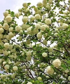 30 European Cranberry Snowball Tree Seeds - Viburnum Opulus Red Fruit - Image 11