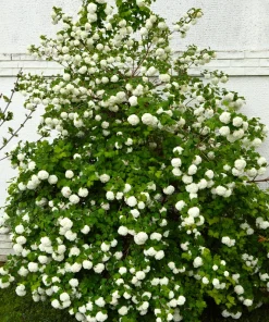 30 European Cranberry Snowball Tree Seeds - Viburnum Opulus Red Fruit - Image 12