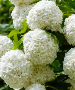 30 European Cranberry Snowball Tree Seeds - Viburnum Opulus Red Fruit - Image 2