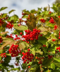 30 European Cranberry Snowball Tree Seeds - Viburnum Opulus Red Fruit - Image 3