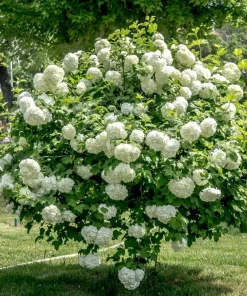 30 European Cranberry Snowball Tree Seeds - Viburnum Opulus Red Fruit - Image 4