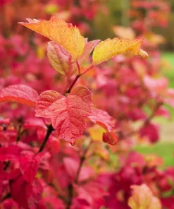 30 European Cranberry Snowball Tree Seeds - Viburnum Opulus Red Fruit - Image 5