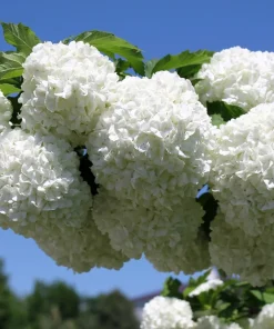 30 European Cranberry Snowball Tree Seeds - Viburnum Opulus Red Fruit - Image 6