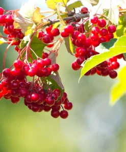30 European Cranberry Snowball Tree Seeds - Viburnum Opulus Red Fruit - Image 7