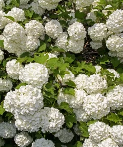30 European Cranberry Snowball Tree Seeds - Viburnum Opulus Red Fruit - Image 8