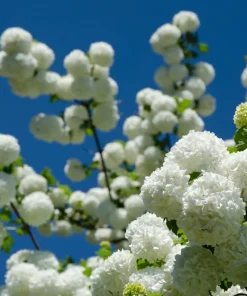 30 European Cranberry Snowball Tree Seeds - Viburnum Opulus Red Fruit - Image 9