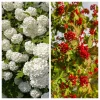 30 European Cranberry Snowball Tree Seeds - Viburnum Opulus Red Fruit - Image 1