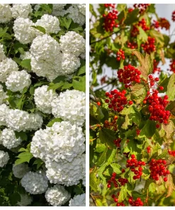 30 European Cranberry Snowball Tree Seeds - Viburnum Opulus Red Fruit - Image 1