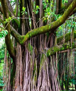 30 Ficus Religiosa Seeds - Bodhi Tree Seeds Sacred Fig Pipal for Indoor/Outdoor - Image 10