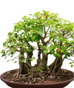 30 Ficus Religiosa Seeds - Bodhi Tree Seeds Sacred Fig Pipal for Indoor/Outdoor - Image 11