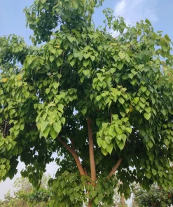 30 Ficus Religiosa Seeds - Bodhi Tree Seeds Sacred Fig Pipal for Indoor/Outdoor - Image 2