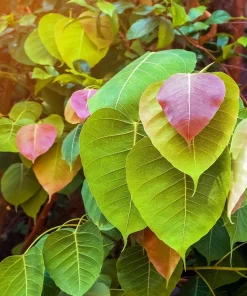 30 Ficus Religiosa Seeds - Bodhi Tree Seeds Sacred Fig Pipal for Indoor/Outdoor - Image 3