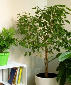 30 Ficus Religiosa Seeds - Bodhi Tree Seeds Sacred Fig Pipal for Indoor/Outdoor - Image 4