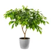 30 Ficus Religiosa Seeds - Bodhi Tree Seeds Sacred Fig Pipal for Indoor/Outdoor - Image 1