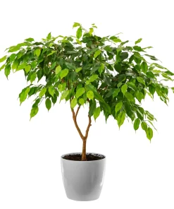 30 Ficus Religiosa Seeds - Bodhi Tree Seeds Sacred Fig Pipal for Indoor/Outdoor - Image 1