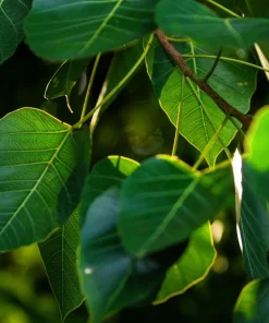 30 Ficus Religiosa Seeds - Bodhi Tree Seeds Sacred Fig Pipal for Indoor/Outdoor - Image 5