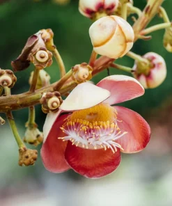 30 Ficus Religiosa Seeds - Bodhi Tree Seeds Sacred Fig Pipal for Indoor/Outdoor - Image 6