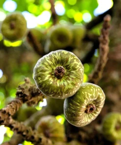 30 Ficus Religiosa Seeds - Bodhi Tree Seeds Sacred Fig Pipal for Indoor/Outdoor - Image 7