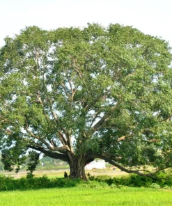 30 Ficus Religiosa Seeds - Bodhi Tree Seeds Sacred Fig Pipal for Indoor/Outdoor - Image 8