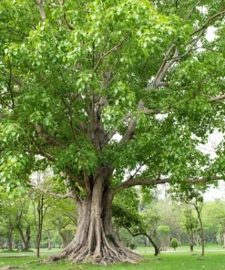 30 Ficus Religiosa Seeds - Bodhi Tree Seeds Sacred Fig Pipal for Indoor/Outdoor - Image 9