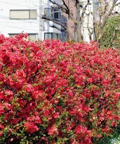 30 Flowering Quince Shrub Seeds - Pink, Red, White, Orange Chaenomeles Speciosa - Image 11