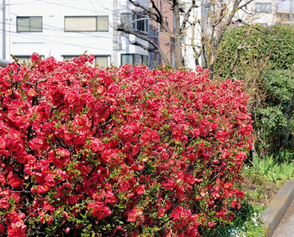 30 Flowering Quince Shrub Seeds - Pink, Red, White, Orange Chaenomeles Speciosa - Image 11
