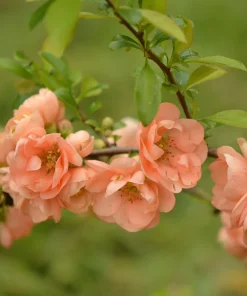 30 Flowering Quince Shrub Seeds - Pink, Red, White, Orange Chaenomeles Speciosa - Image 12