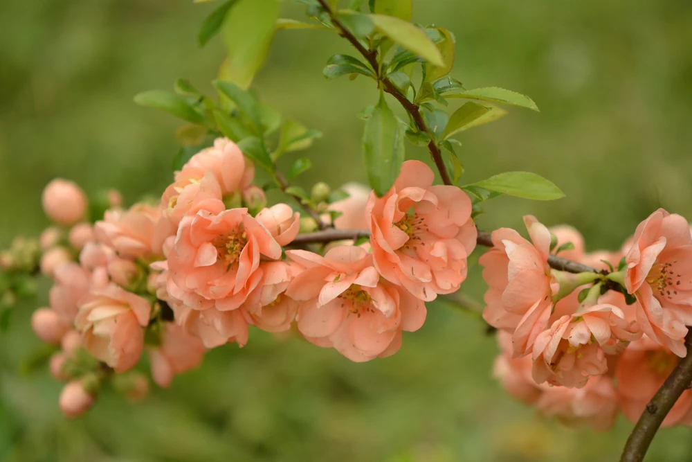 30 Flowering Quince Shrub Seeds - Pink, Red, White, Orange Chaenomeles Speciosa - Image 12