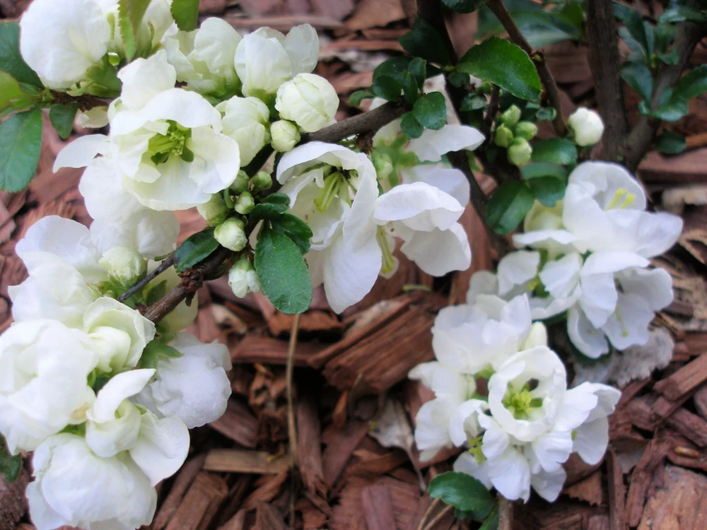 30 Flowering Quince Shrub Seeds - Pink, Red, White, Orange Chaenomeles Speciosa - Image 4