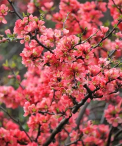 30 Flowering Quince Shrub Seeds - Pink, Red, White, Orange Chaenomeles Speciosa - Image 5